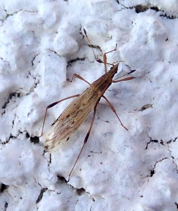 Berytidae: Berytinus cf montivagus del Veneto (TV)